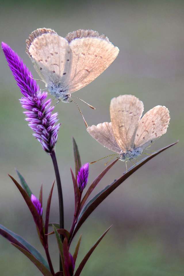 motýli na květinách skládačky online