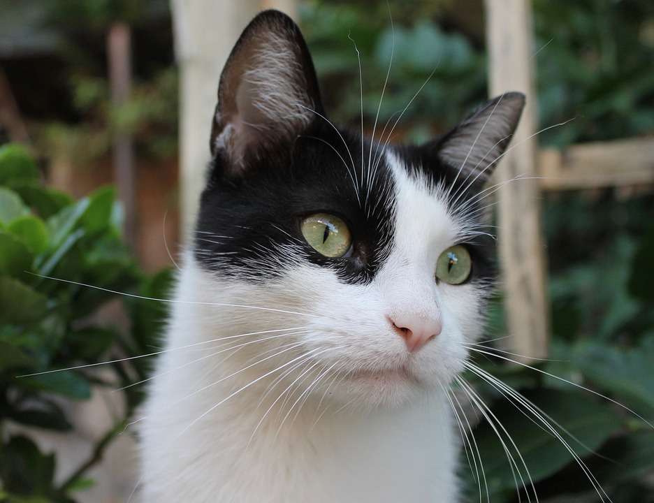 Чорно-біле кошеня онлайн пазл