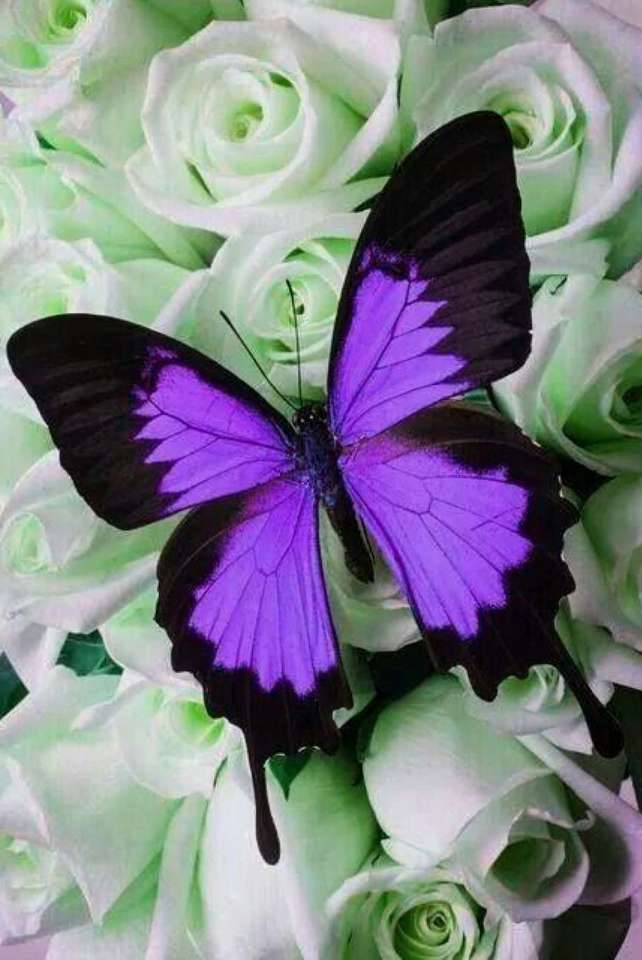 motýl na květu skládačky online