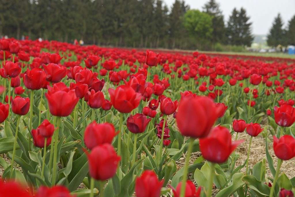 Тюльпанове поле онлайн пазл