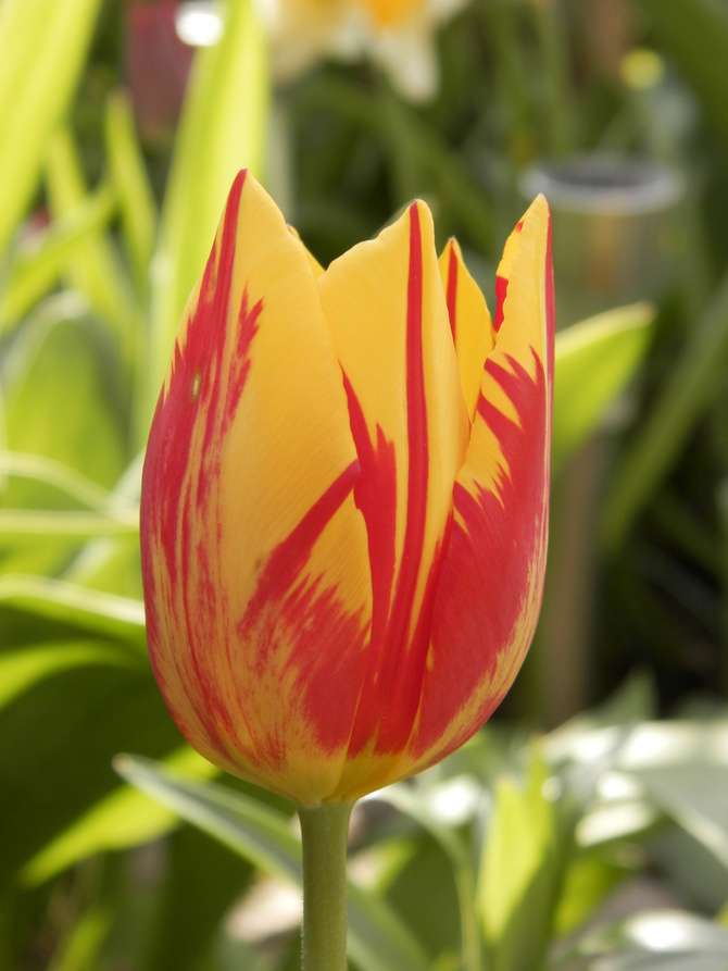 Two-color tulip online puzzle