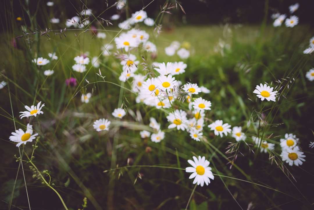 фотография с бели цветя с плитък фокус онлайн пъзел