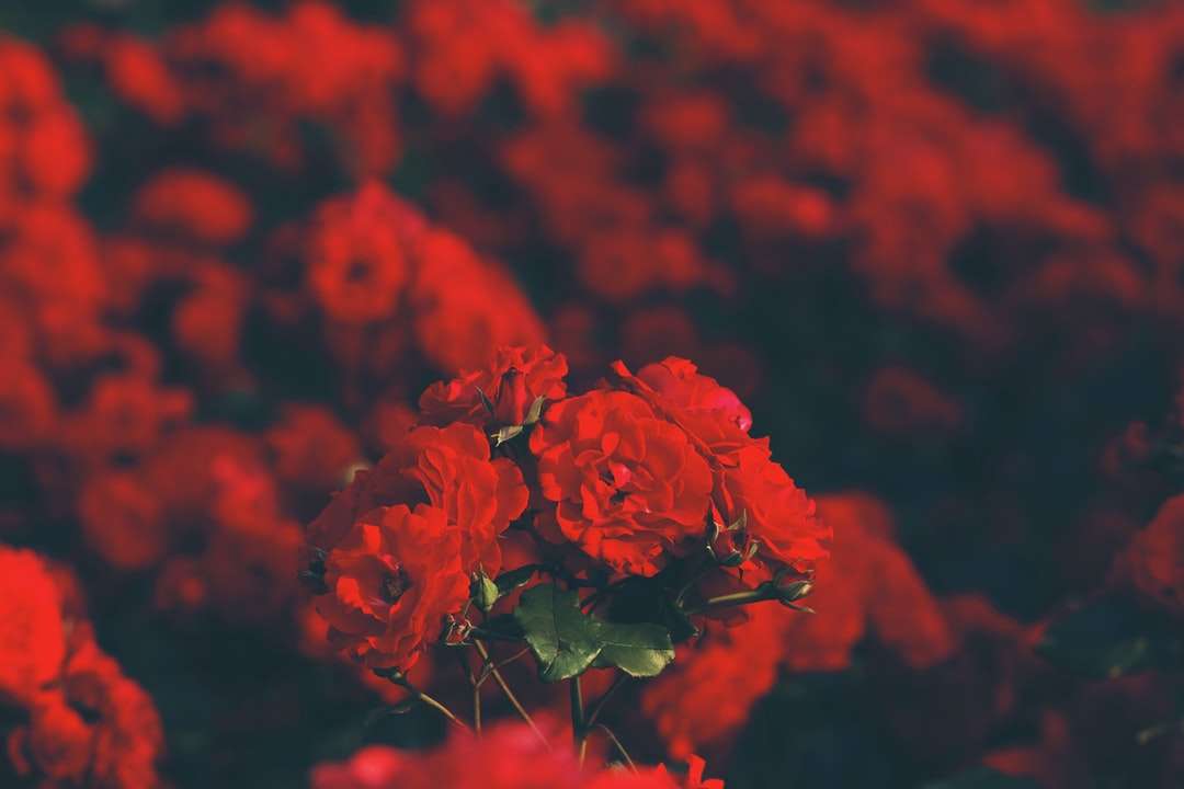 fotografia de foco seletivo de flores de pétalas vermelhas puzzle online