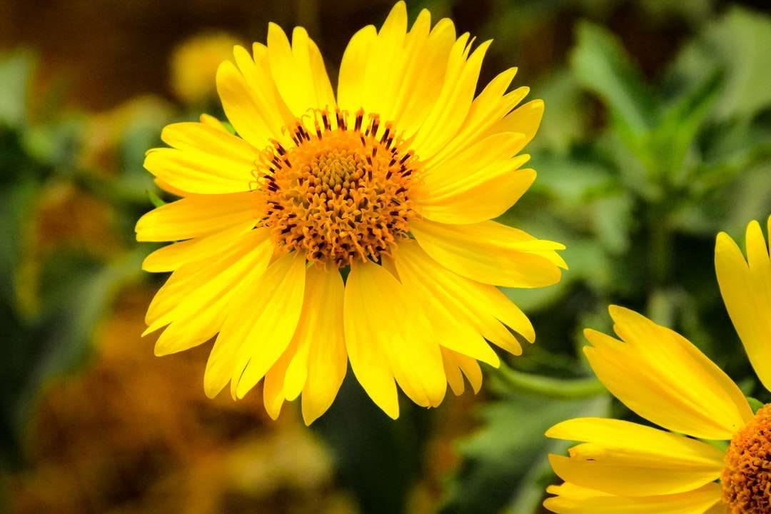 yellow flower in tilt shift lens online puzzle