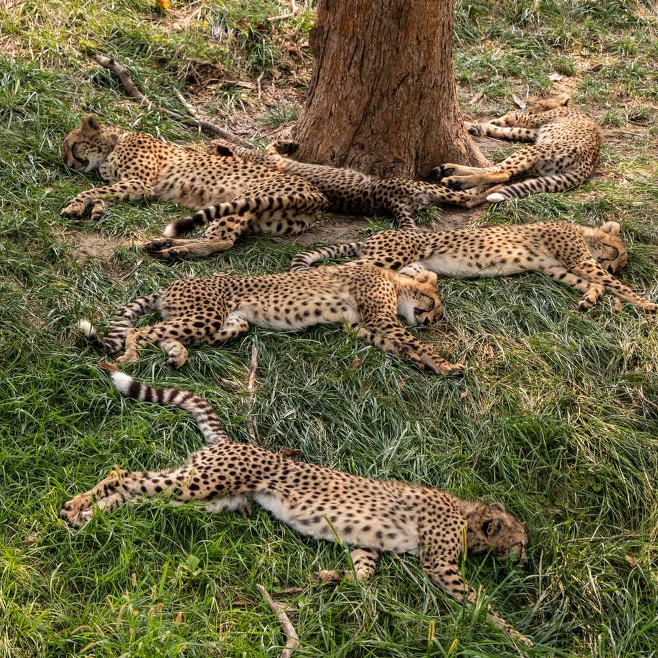 шест леопардови малки, лежащи до дървото онлайн пъзел
