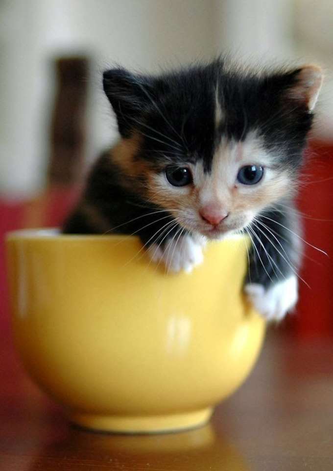 El gatito de la taza de té rompecabezas en línea