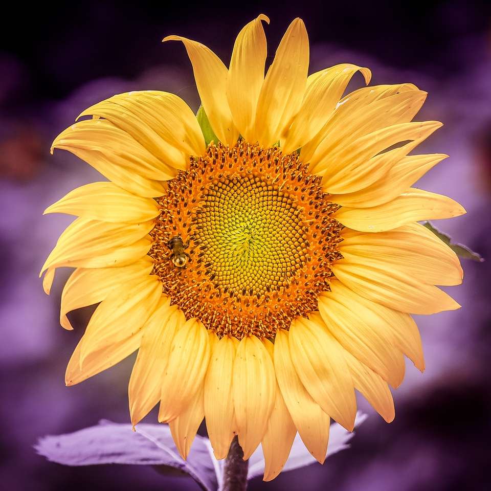 flor del sol con abeja en la parte superior rompecabezas en línea