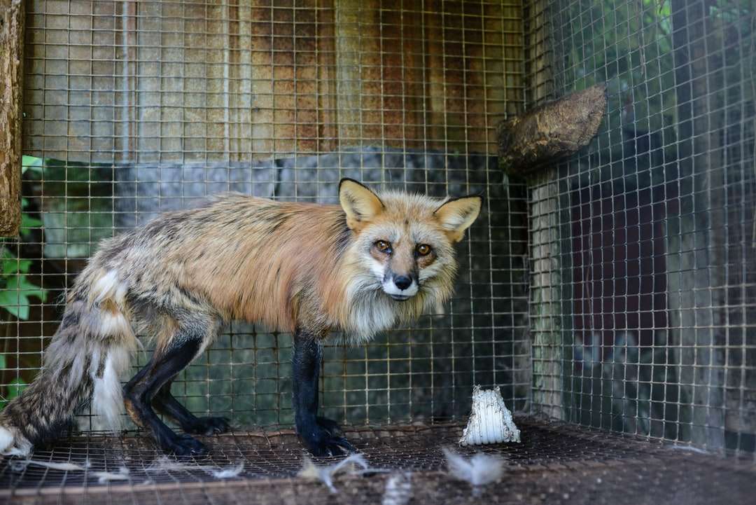 кафява лисица в клетка през деня онлайн пъзел