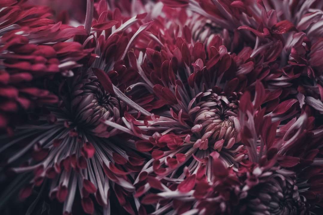Selektive Fokusfotografie von roten Blütenblättern Puzzlespiel online