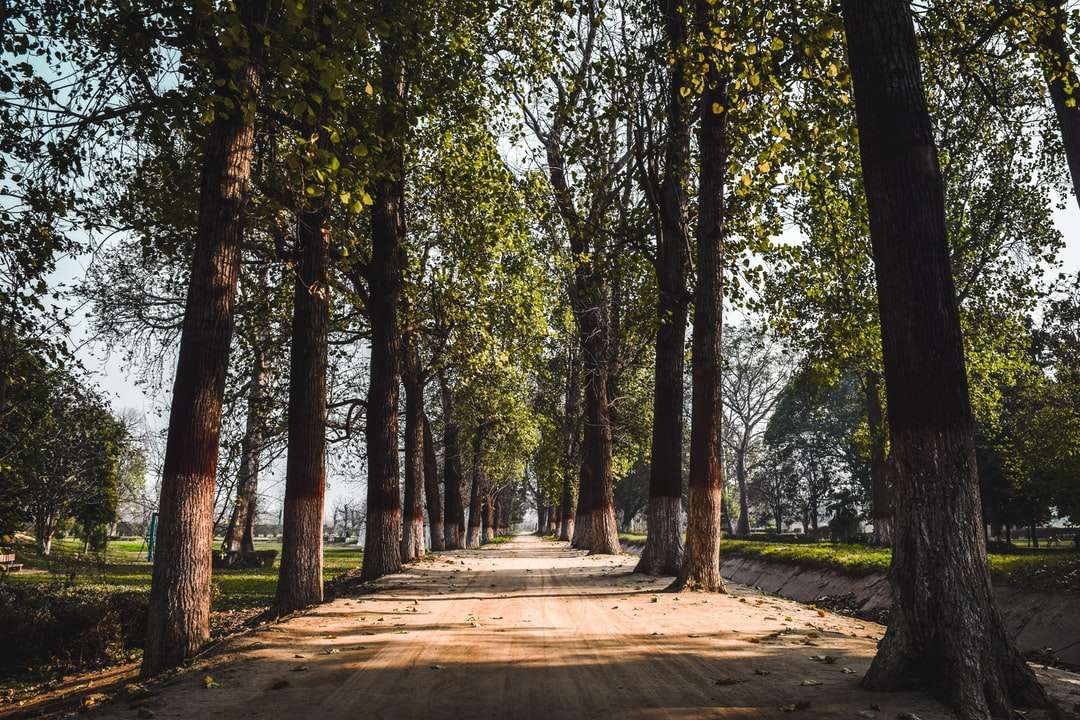 καφέ δρόμος ανάμεσα στα πράσινα δέντρα κατά τη διάρκεια της ημέρας παζλ online