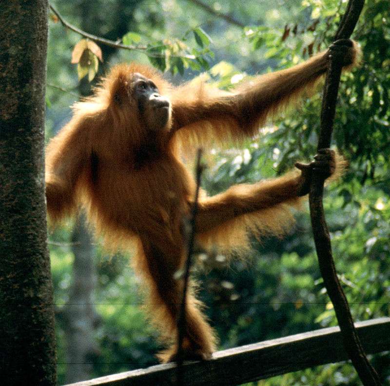 Orangutang Pussel online