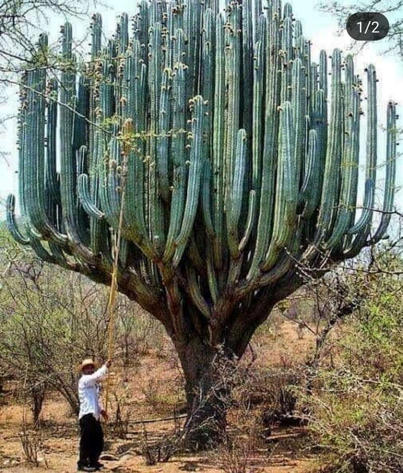 kaktus urias Pussel online