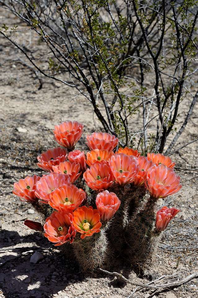 cactus nel deserto puzzle online