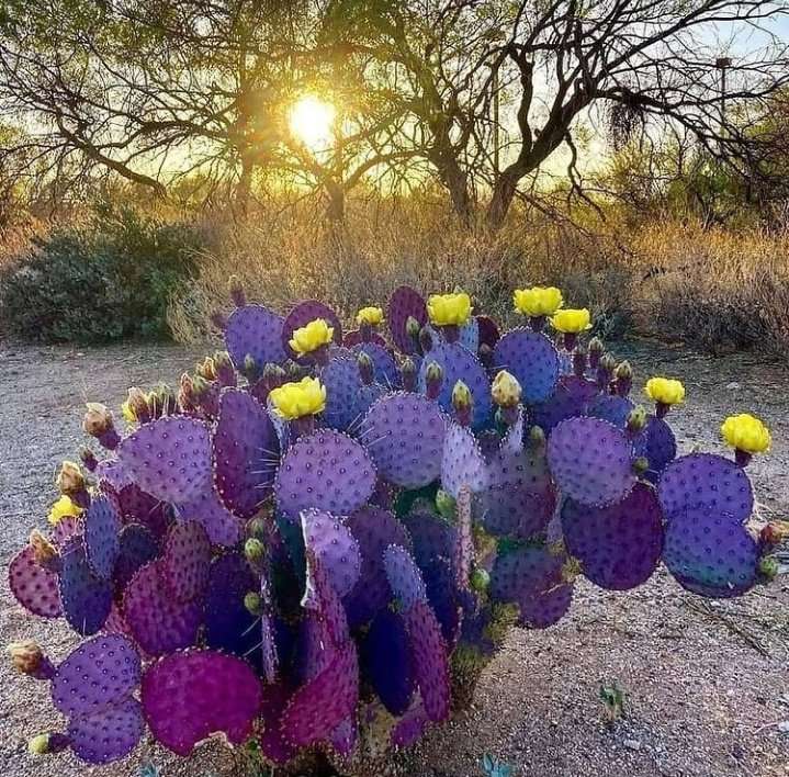 cactus del deserto puzzle online