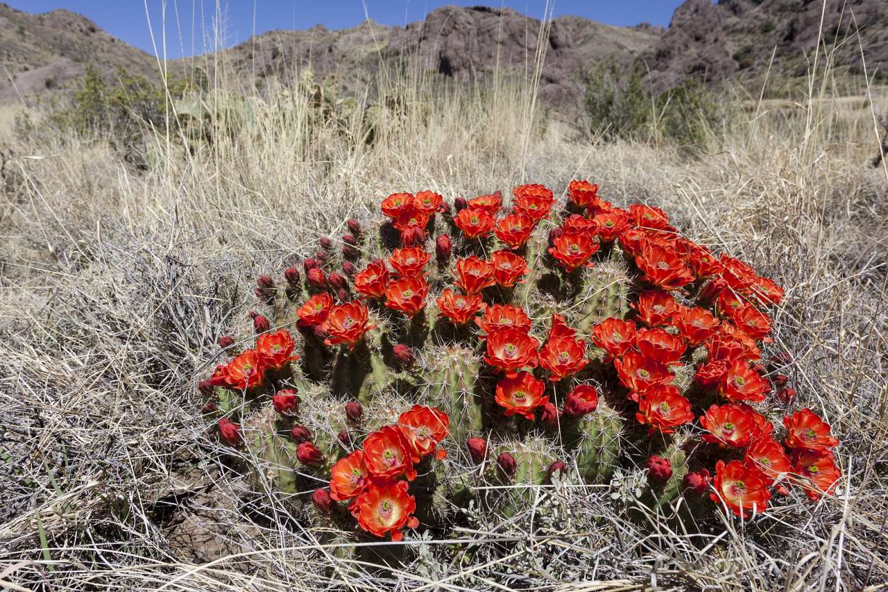 cactus del desierto rompecabezas en línea