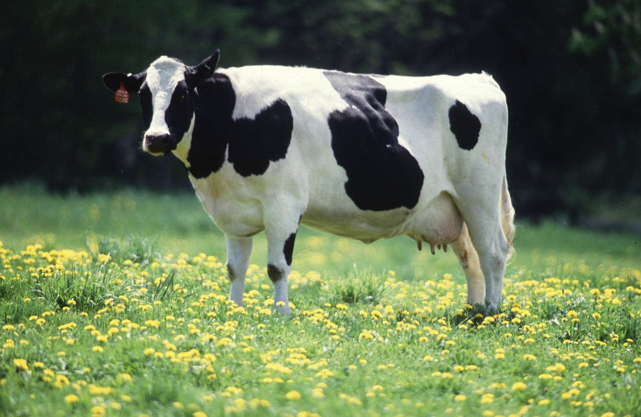 斑点のある牛 ジグソーパズルオンライン