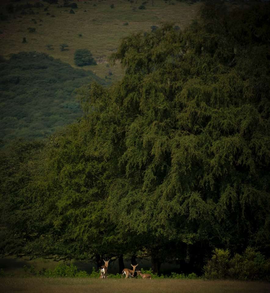 mensen staan ​​op bruin zand in de buurt van groene bomen online puzzel