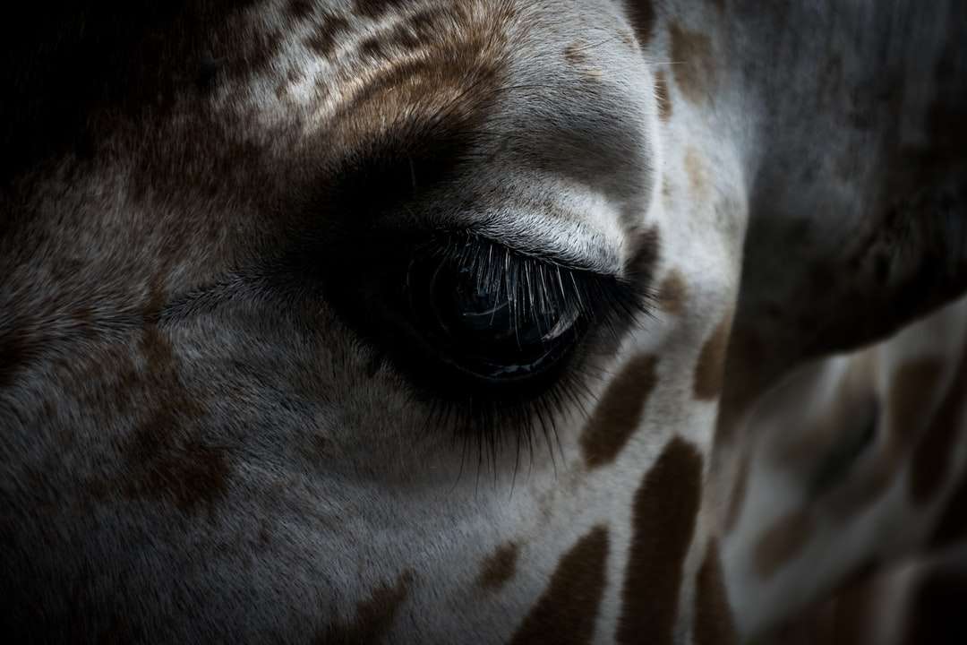 oeil de girafe puzzle en ligne