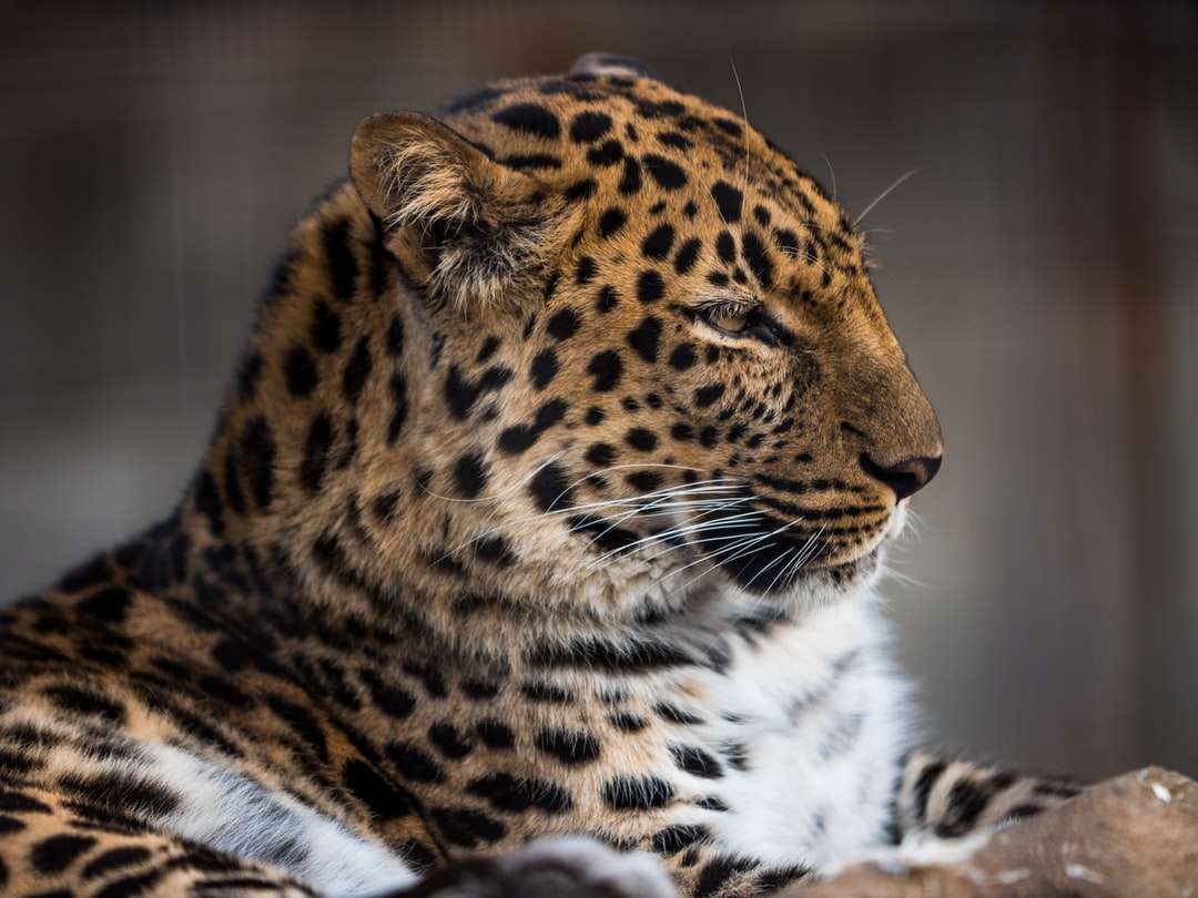 Fotografía de enfoque superficial de leopardo rompecabezas en línea