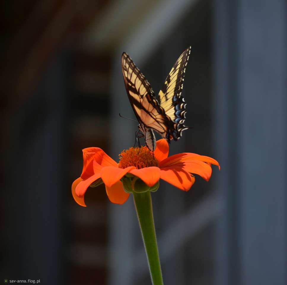 Бабочка и цветок онлайн-пазл