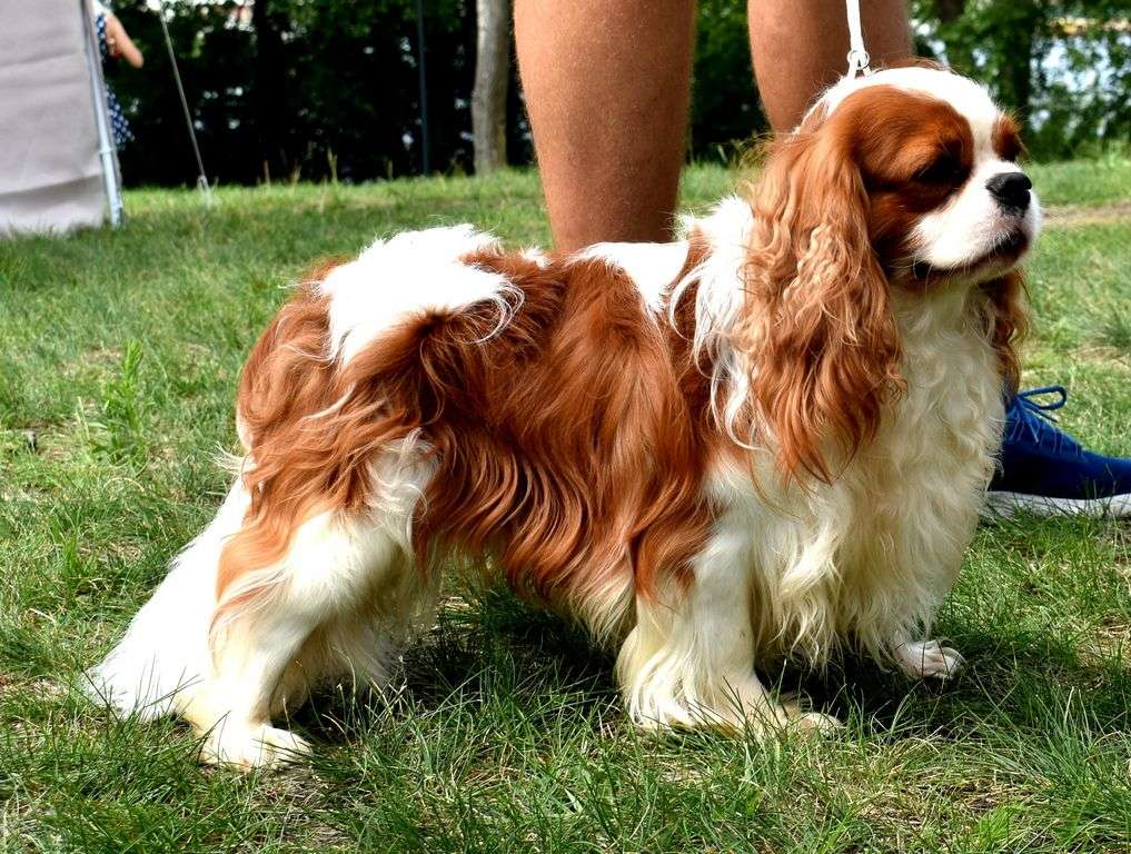 Câine cu părul lung jigsaw puzzle online