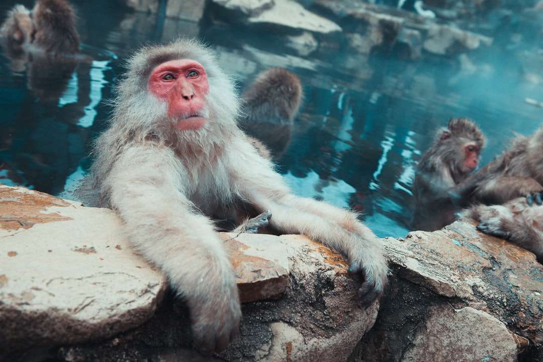 πίθηκος στο νερό της ημέρας online παζλ