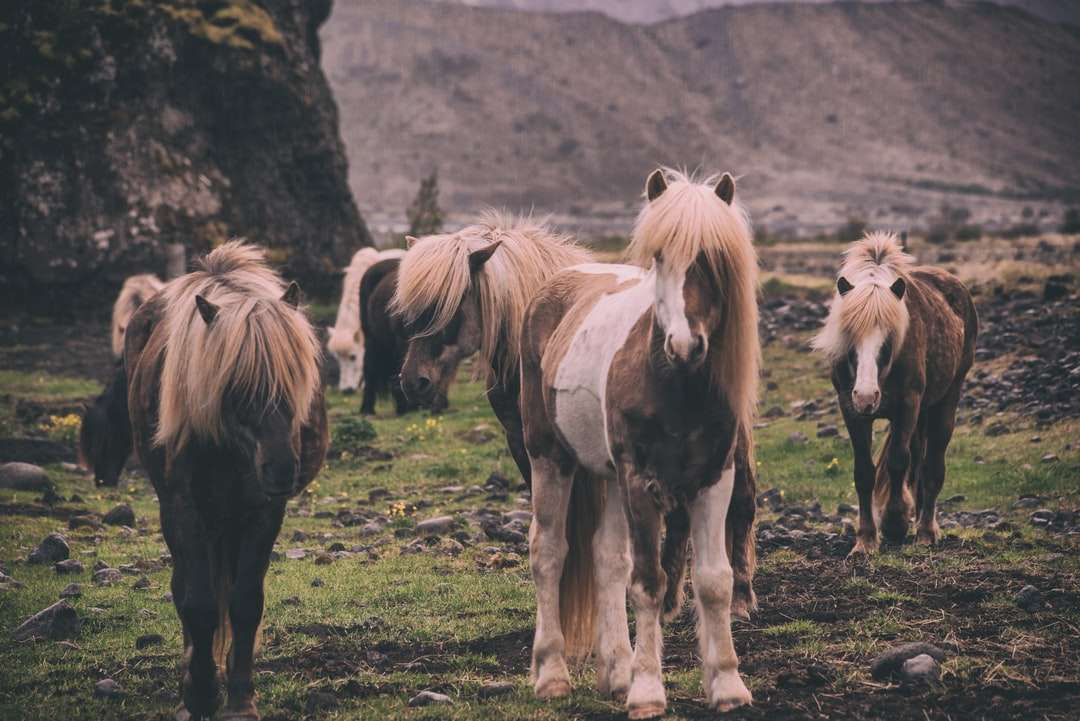 ondiepe focus fotografie van paarden online puzzel