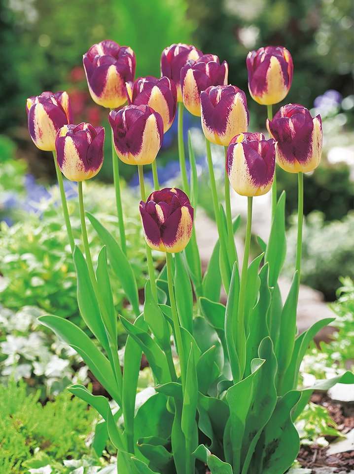 Tulipano bicolore puzzle online