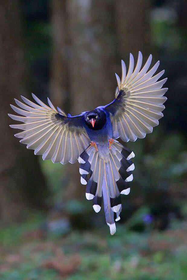 Exotický pták skládačky online