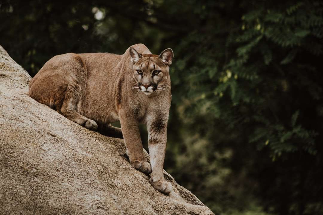 Puma en formación rocosa marrón rompecabezas en línea