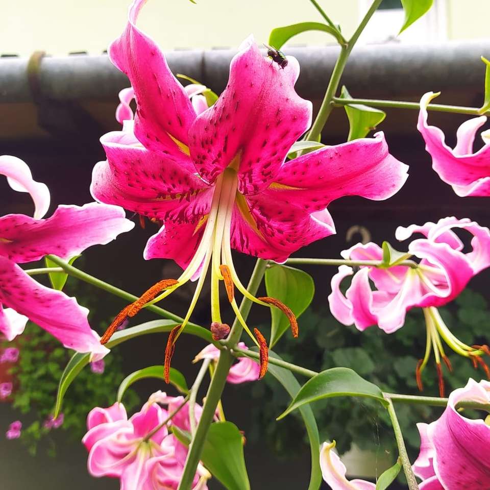 gyönyörű illatú virágok kirakós online