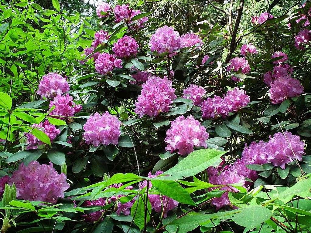 Rododendronul Katawbi jigsaw puzzle online