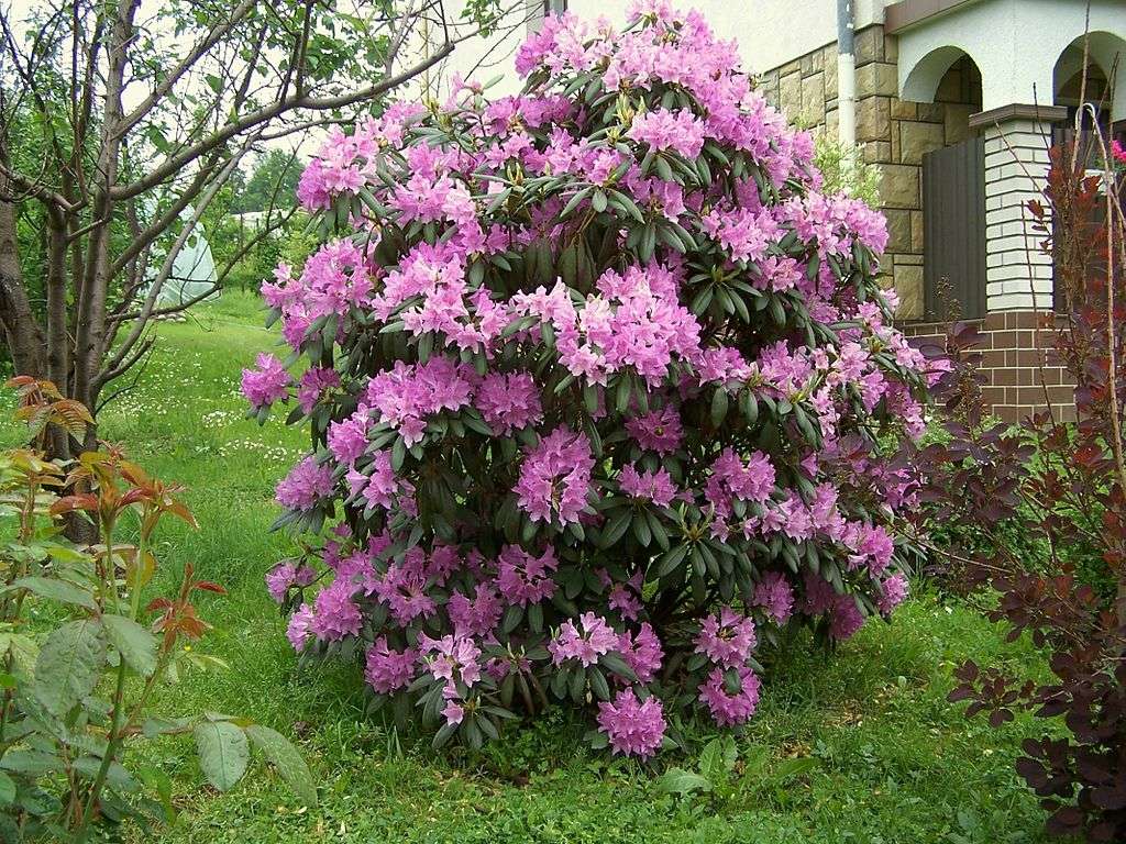 Rododendro Katawbi rompecabezas en línea