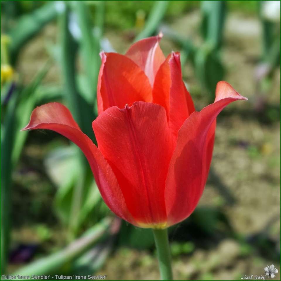 Tulipe rouge puzzle en ligne