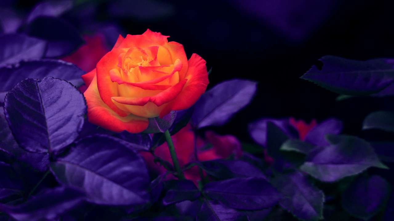 trandafir rosu puzzle online