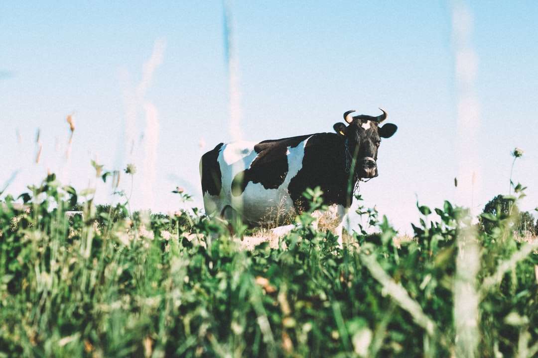 Vaca lechera en blanco y negro sobre pastos verdes durante el día rompecabezas en línea