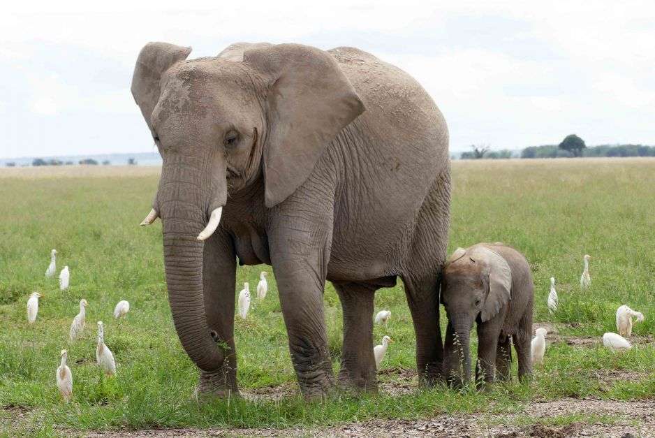 Ινδικοί ελέφαντες online παζλ