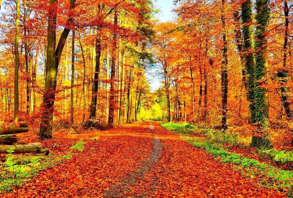 Цветна есен онлайн пъзел