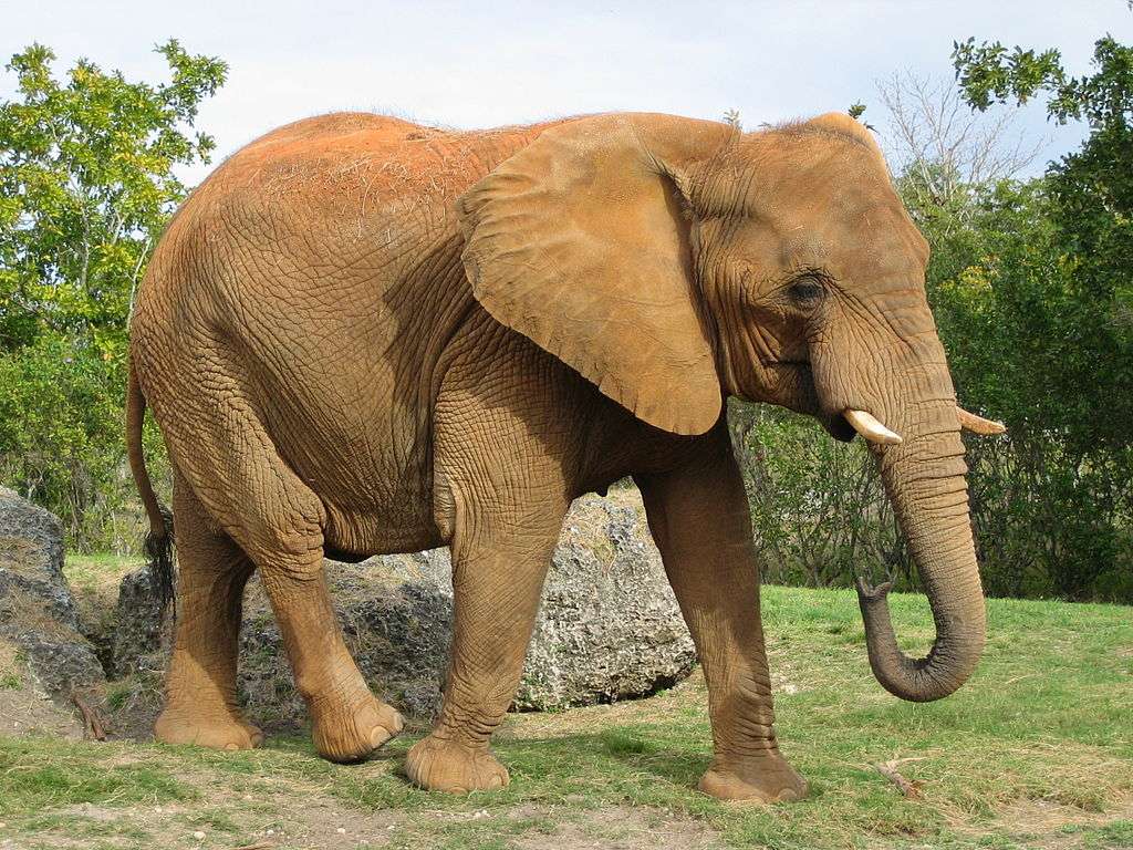 Slon africký online puzzle