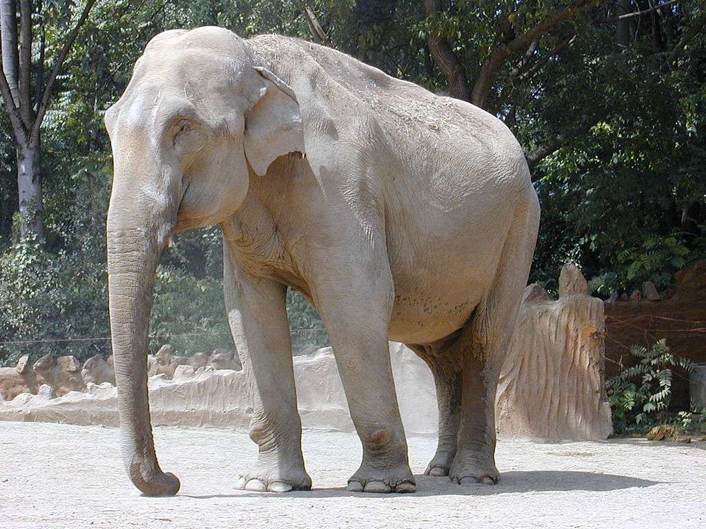 Indiai elefánt online puzzle