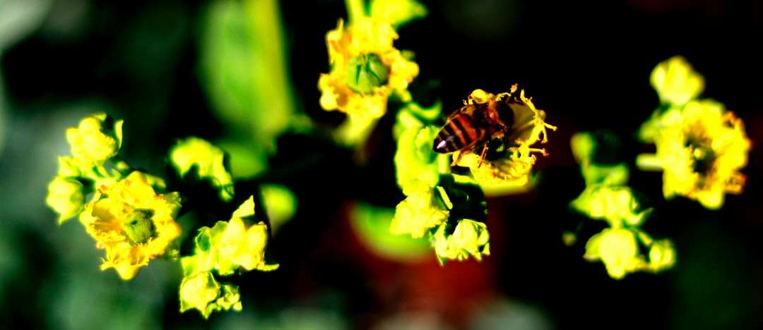 hnědá a černá vosa na květech žlutých orchidejí skládačky online