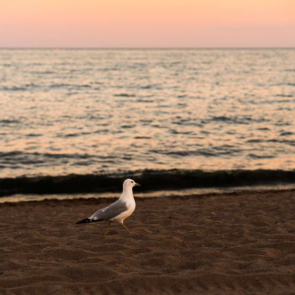 бяла и сива птица на брега на морето през деня онлайн пъзел