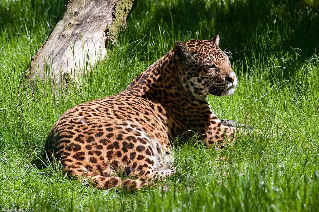 Amerikansk Jaguar pussel på nätet