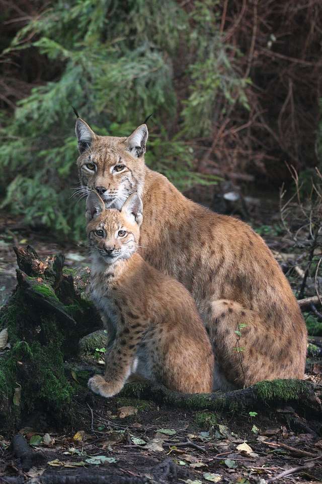 Euraziatische lynx legpuzzel online