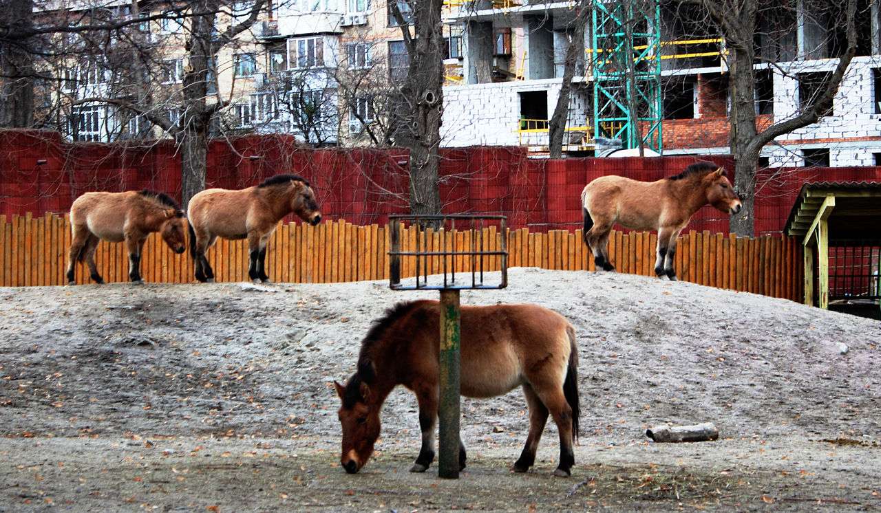 Το άλογο του Πρζεβάλσκι online παζλ