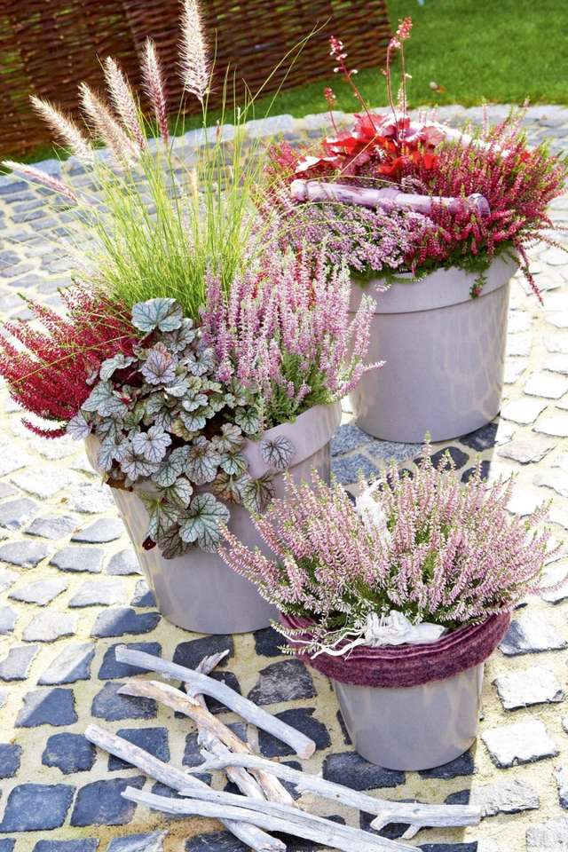 Heathers decoratively in pots jigsaw puzzle online