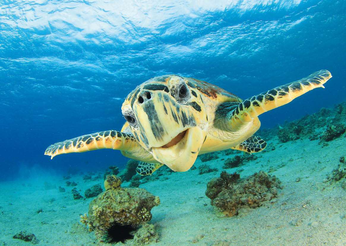 Teknős - tengeri teknős kirakós online