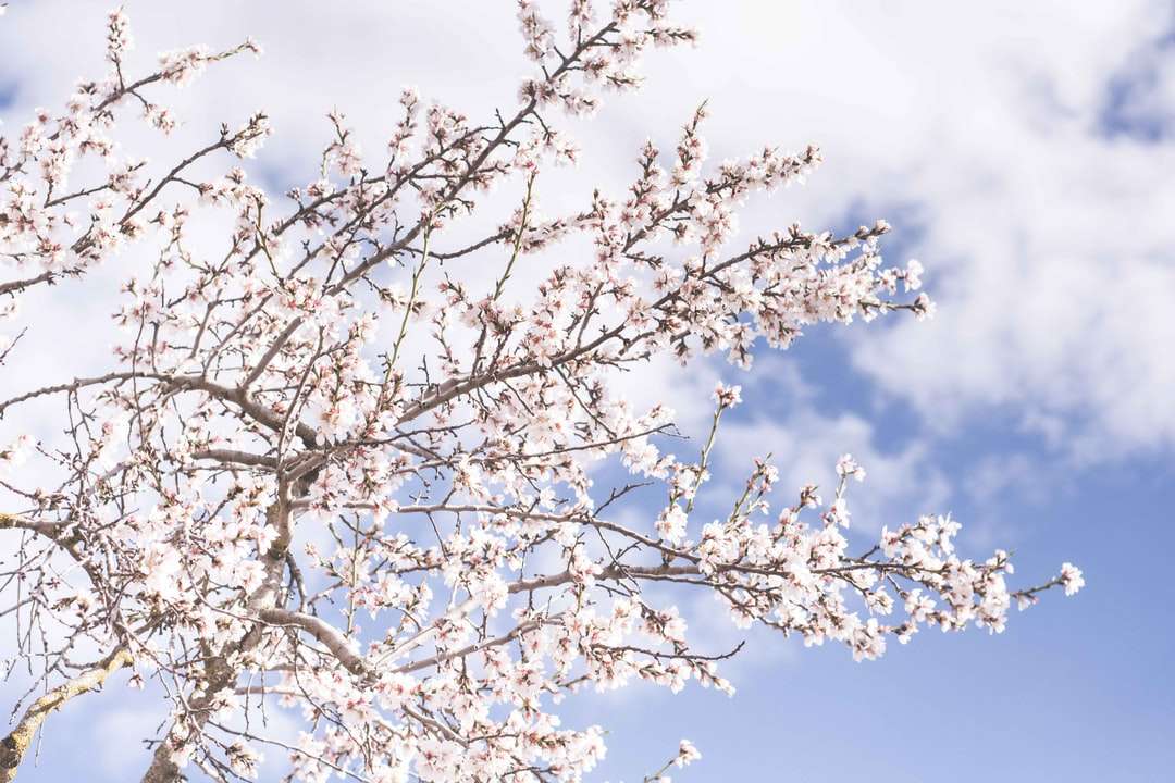 fiori di ciliegio bianchi puzzle online