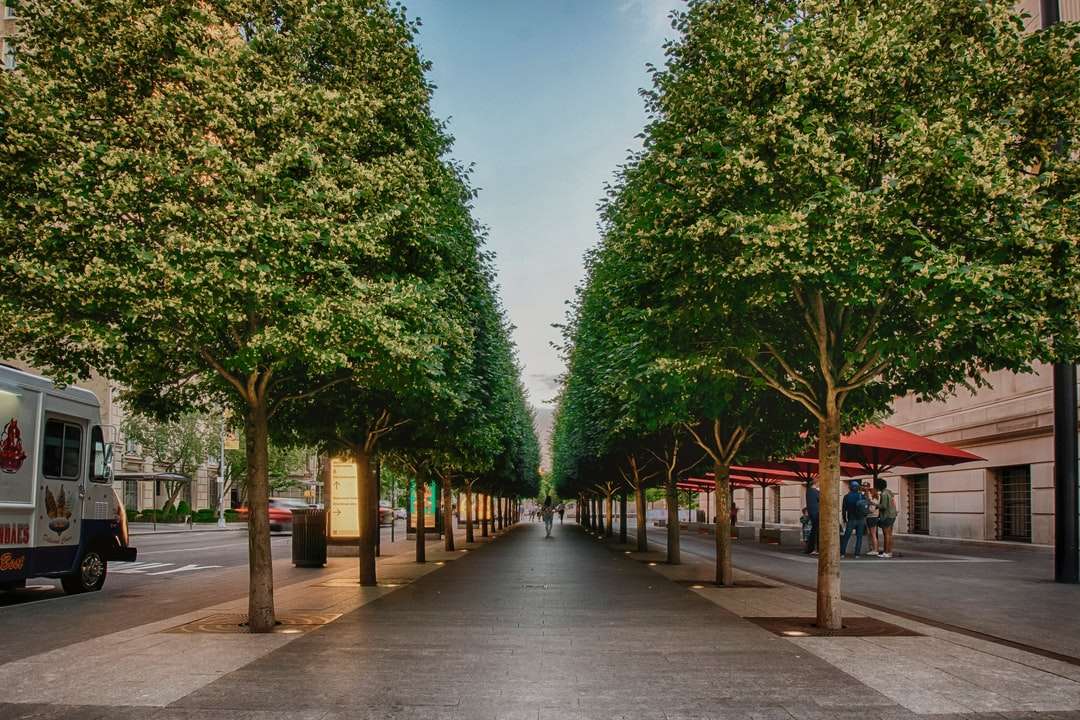 зелени дървета по сива бетонна пътека през деня онлайн пъзел