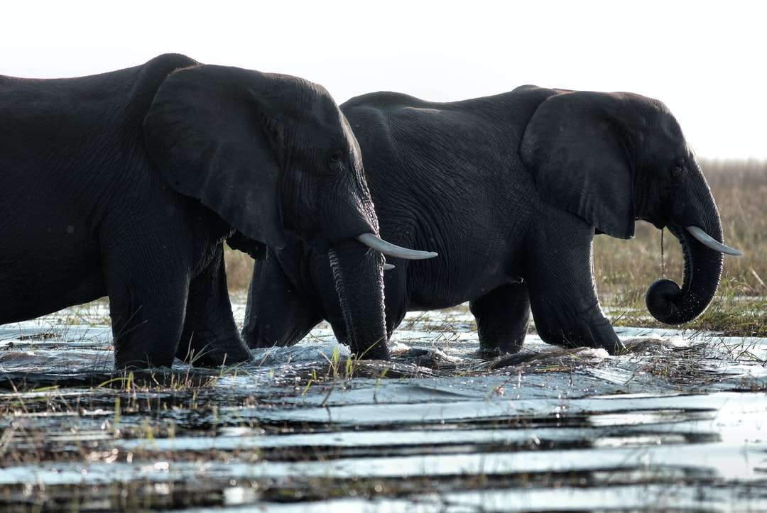 doi elefanți negri mergând în apă jigsaw puzzle online